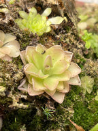 Pinguicula Pirouette - Tissue Culture, Small (5.5oz) Flask