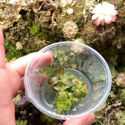 Pinguicula Ehlersiae 