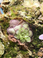 Pinguicula Leilani - Tissue Culture, Large (12oz) Flask