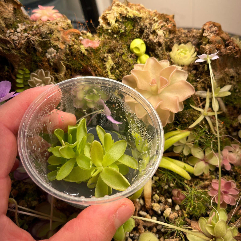Pinguicula Pirouette - Tissue Culture, Small (5.5oz) Flask