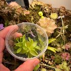 Pinguicula Pirouette - Tissue Culture, Small (5.5oz) Flask
