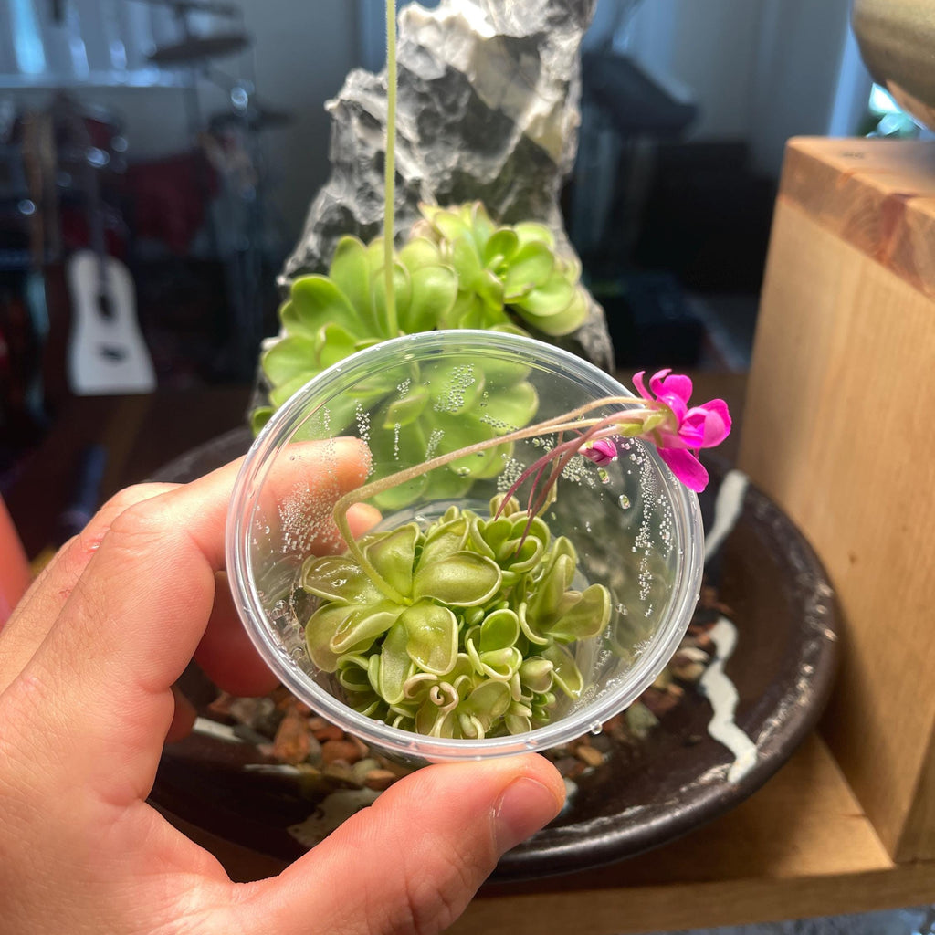 Pinguicula ehlersiae x mesophytica - Plant Tissue Culture Small (5.5 oz)