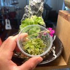 Pinguicula ehlersiae x mesophytica - Plant Tissue Culture Small (5.5 oz)