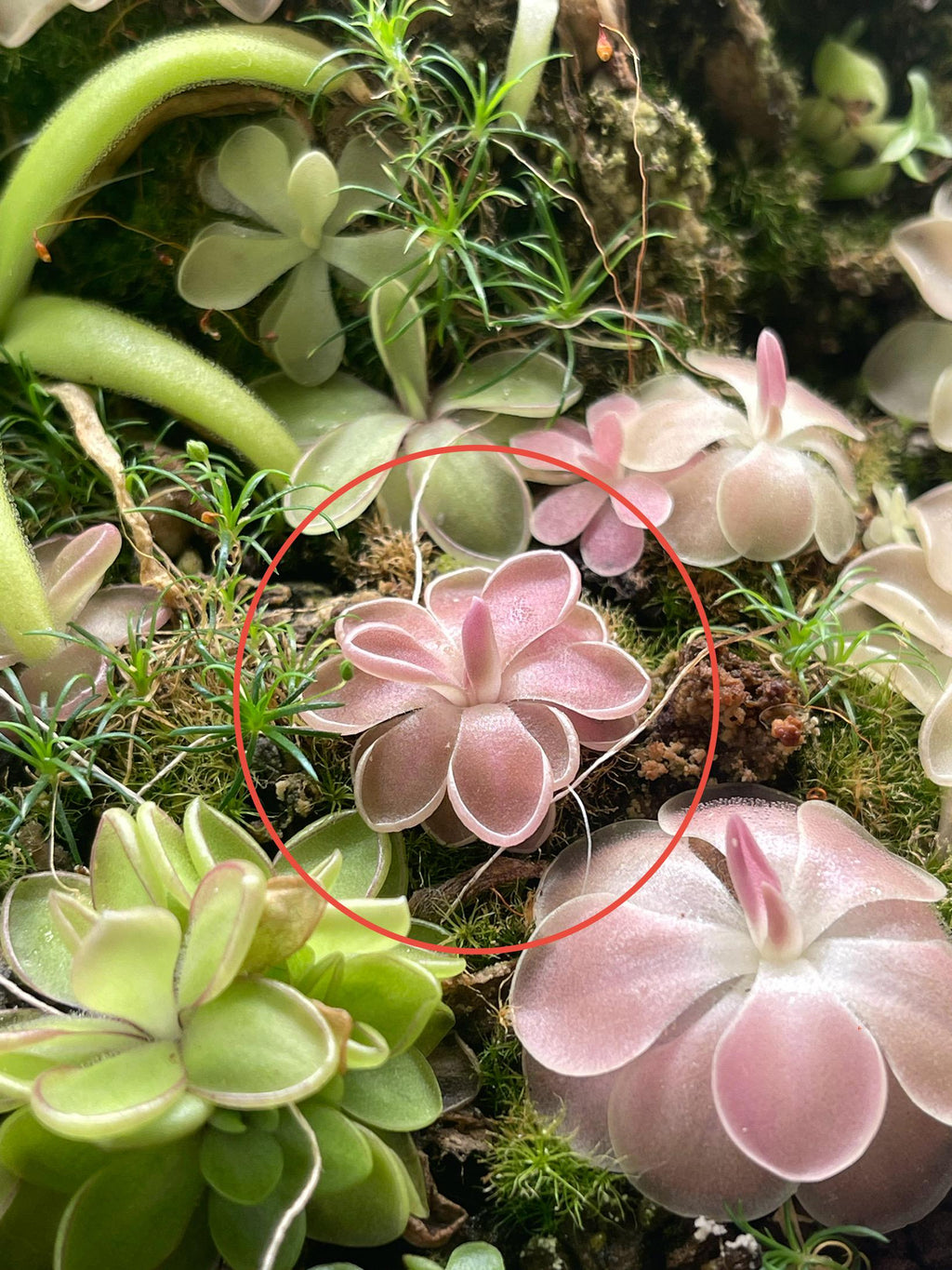 Pinguicula ehlersiae x mesophytica - Plant Tissue Culture Small (5.5 oz)