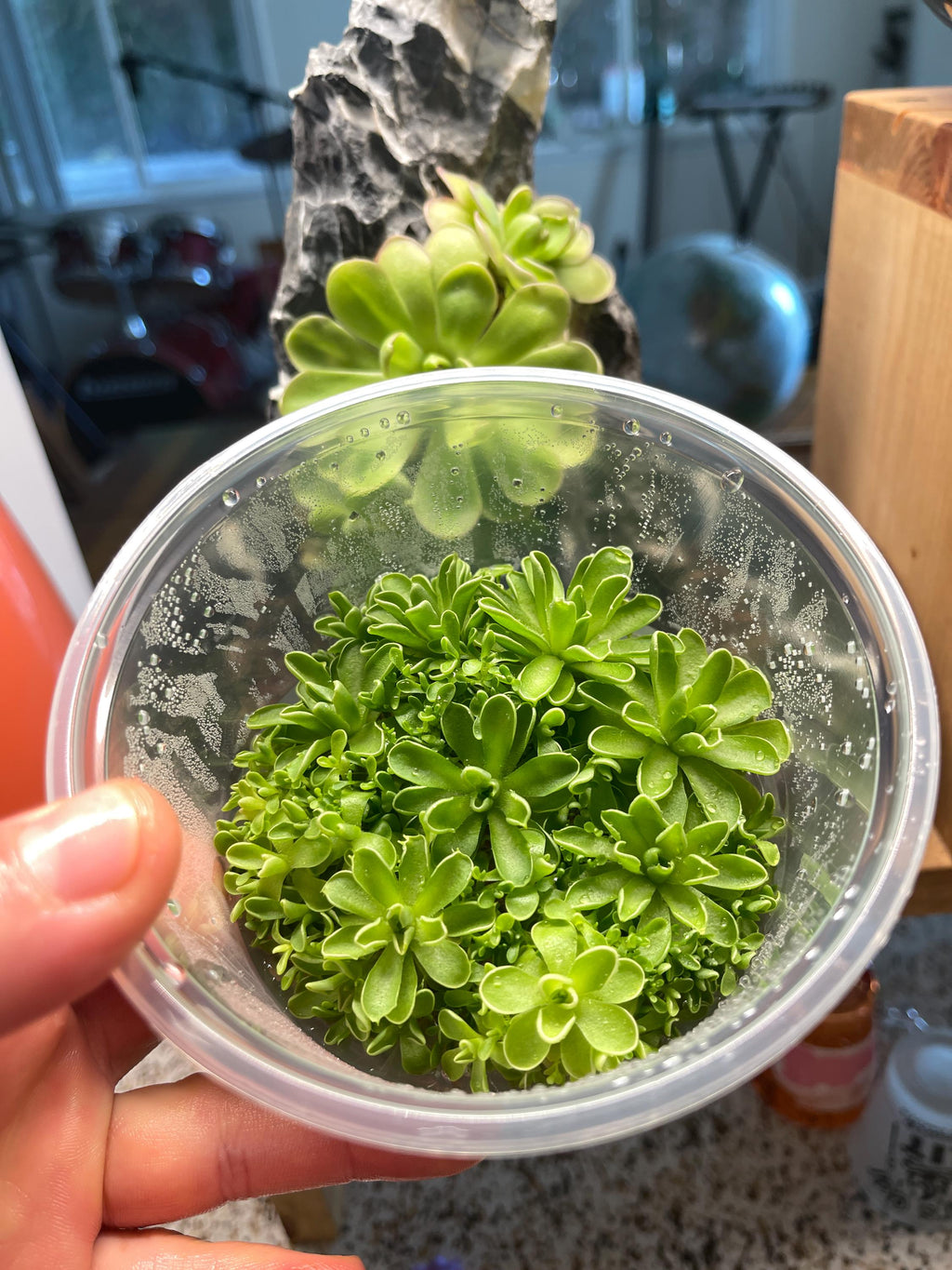 Pinguicula esseriana "Giant" - Tissue Culture Flask, Large (12oz)