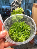 Pinguicula esseriana "Giant" - Tissue Culture Flask, Large (12oz)