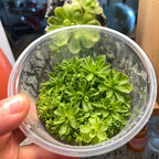 Pinguicula esseriana - Tissue Culture Flask, Large (12oz)
