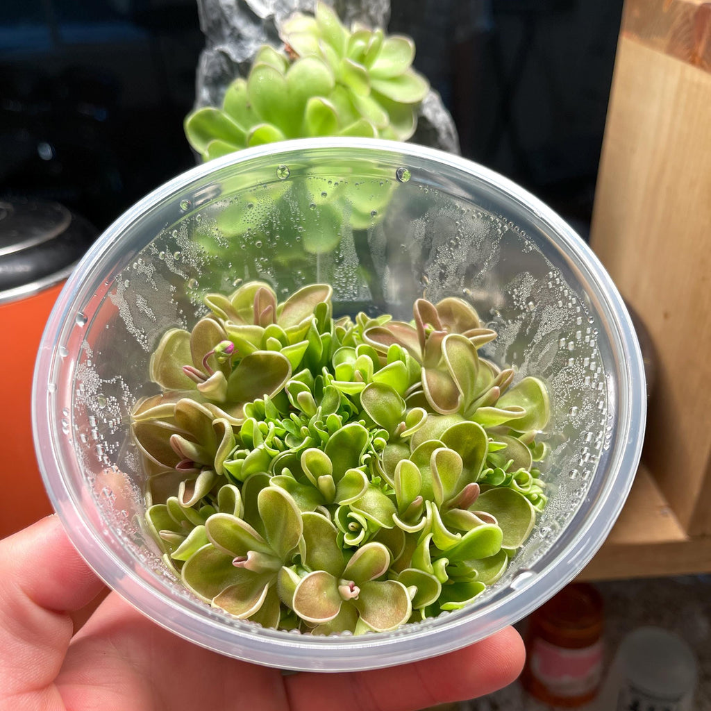 Pinguicula ehlersiae x mesophytica - Plant Tissue Culture Large (12oz)