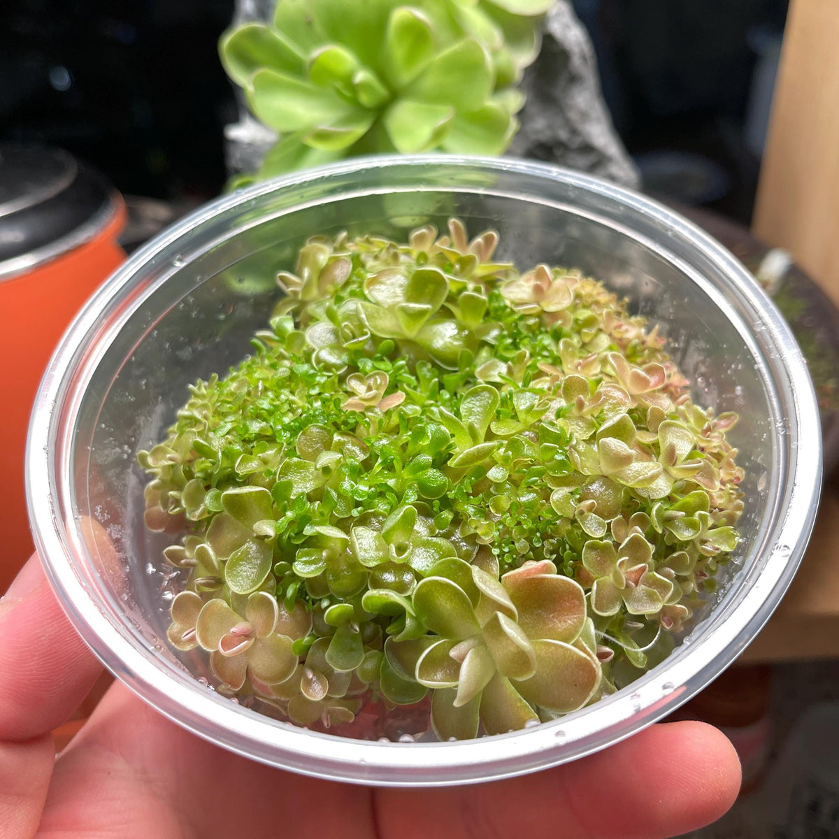 Pinguicula ehlersiae "Victoria" Tissue Culture Flask Large (12oz)