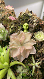 Pinguicula "Pirouette"- Tissue Culture Flask Large (12oz)