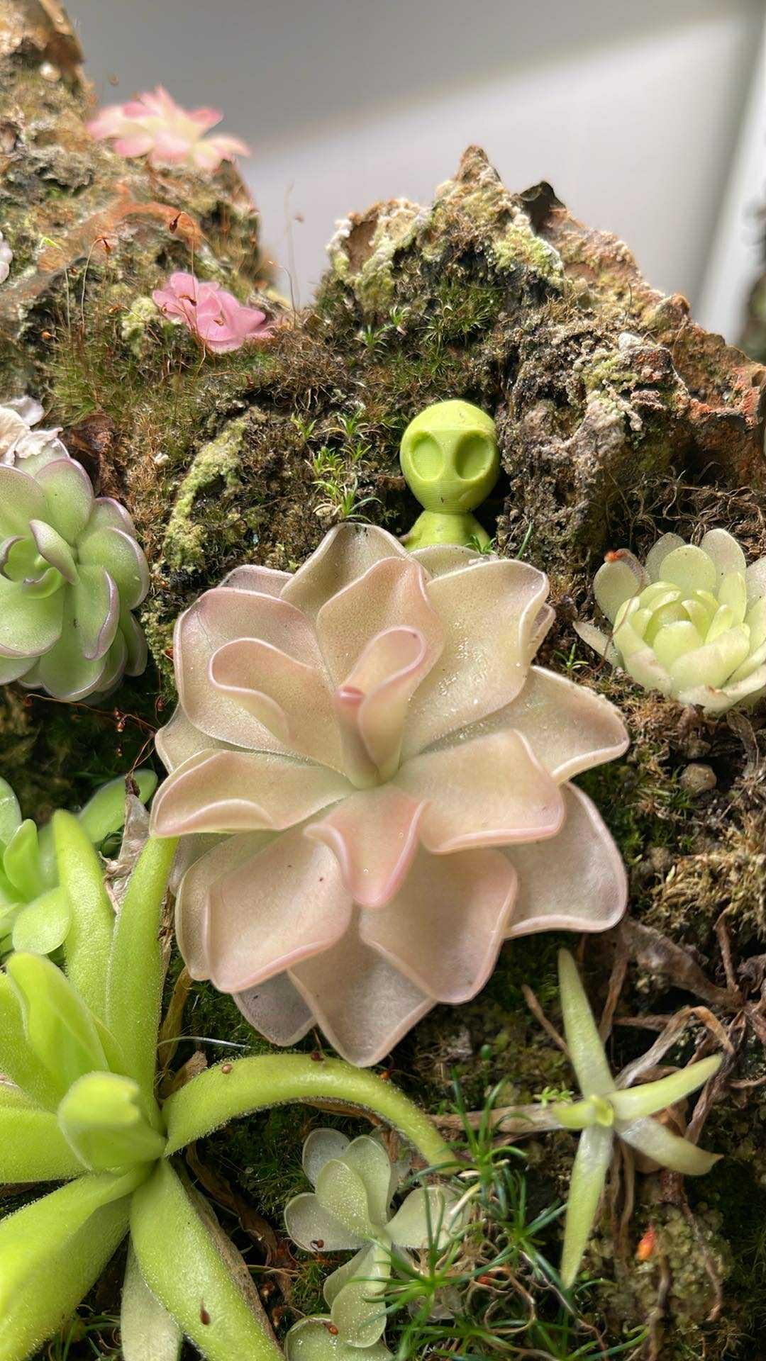 Pinguicula "Pirouette"- Tissue Culture Flask Large (12oz)
