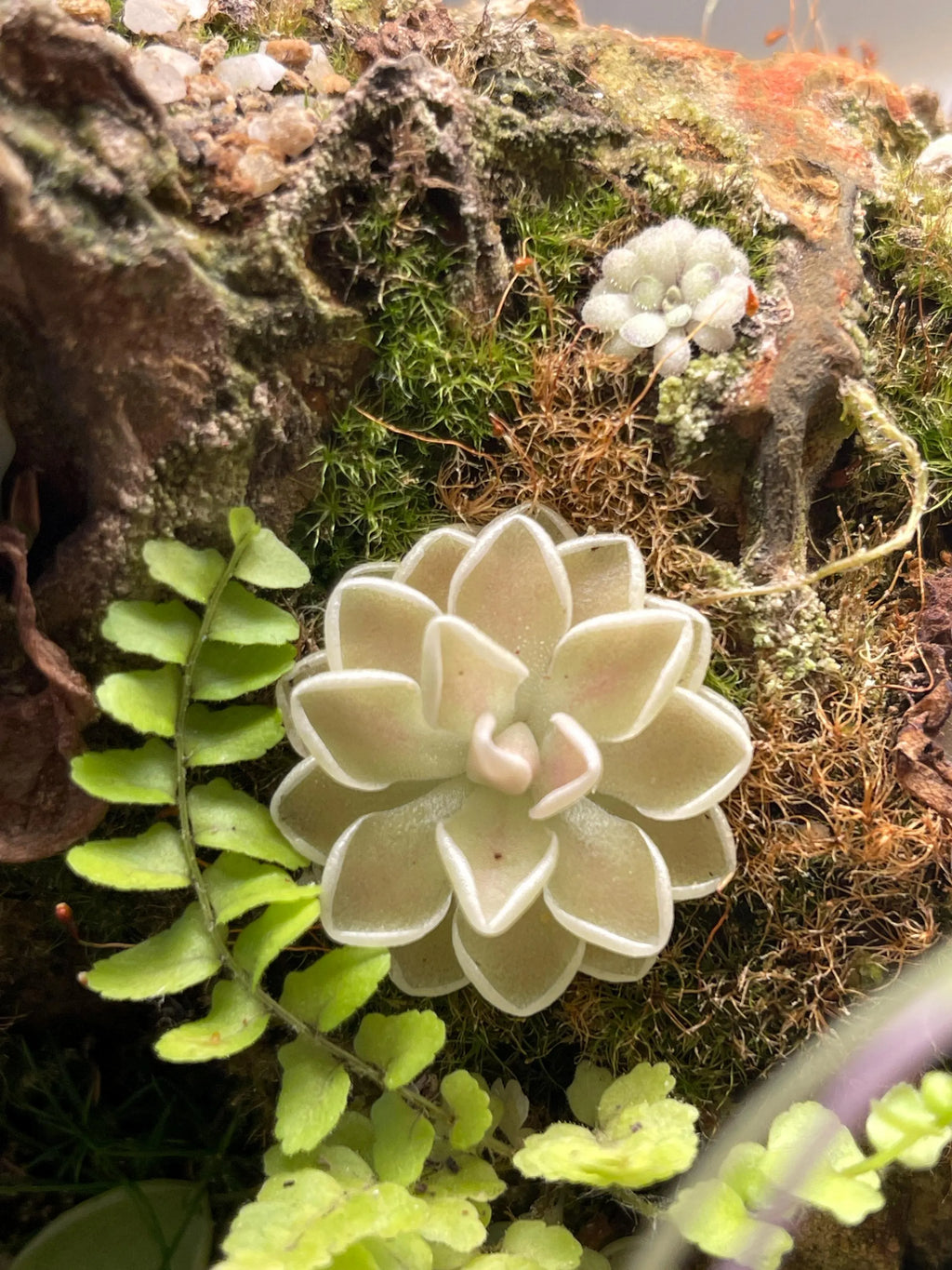 Pinguicula ehlersiae "Cotton Candy"
