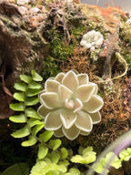 Pinguicula ehlersiae "Cotton Candy"