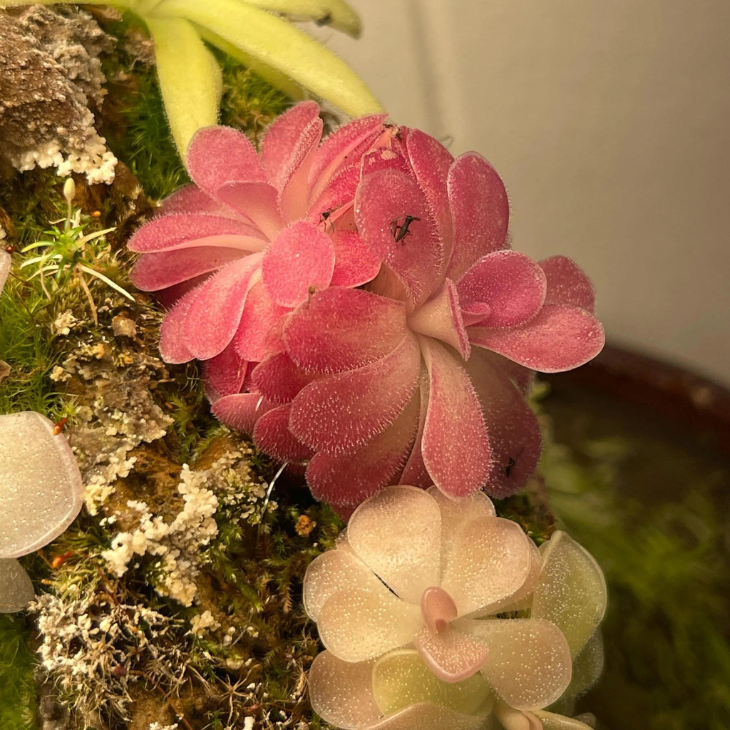 Pinguicula Johanna