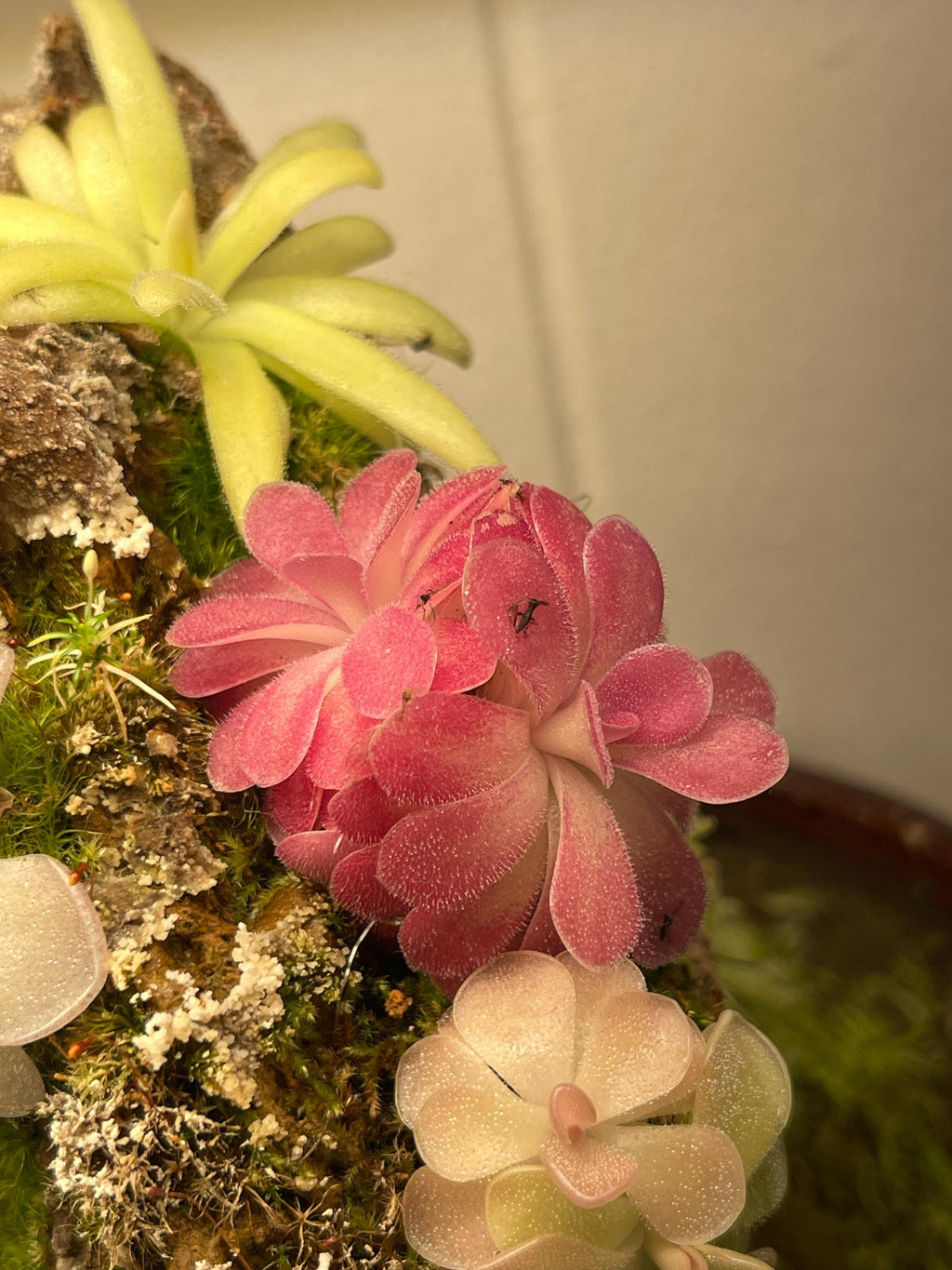 Pinguicula Johanna