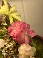 Pinguicula Johanna
