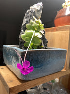Pinguicula Leilani - Tissue Culture, Small (5.5oz) Flask