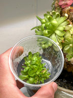Pinguicula Marciano - Tissue Culture, Small (5.5oz) Flask