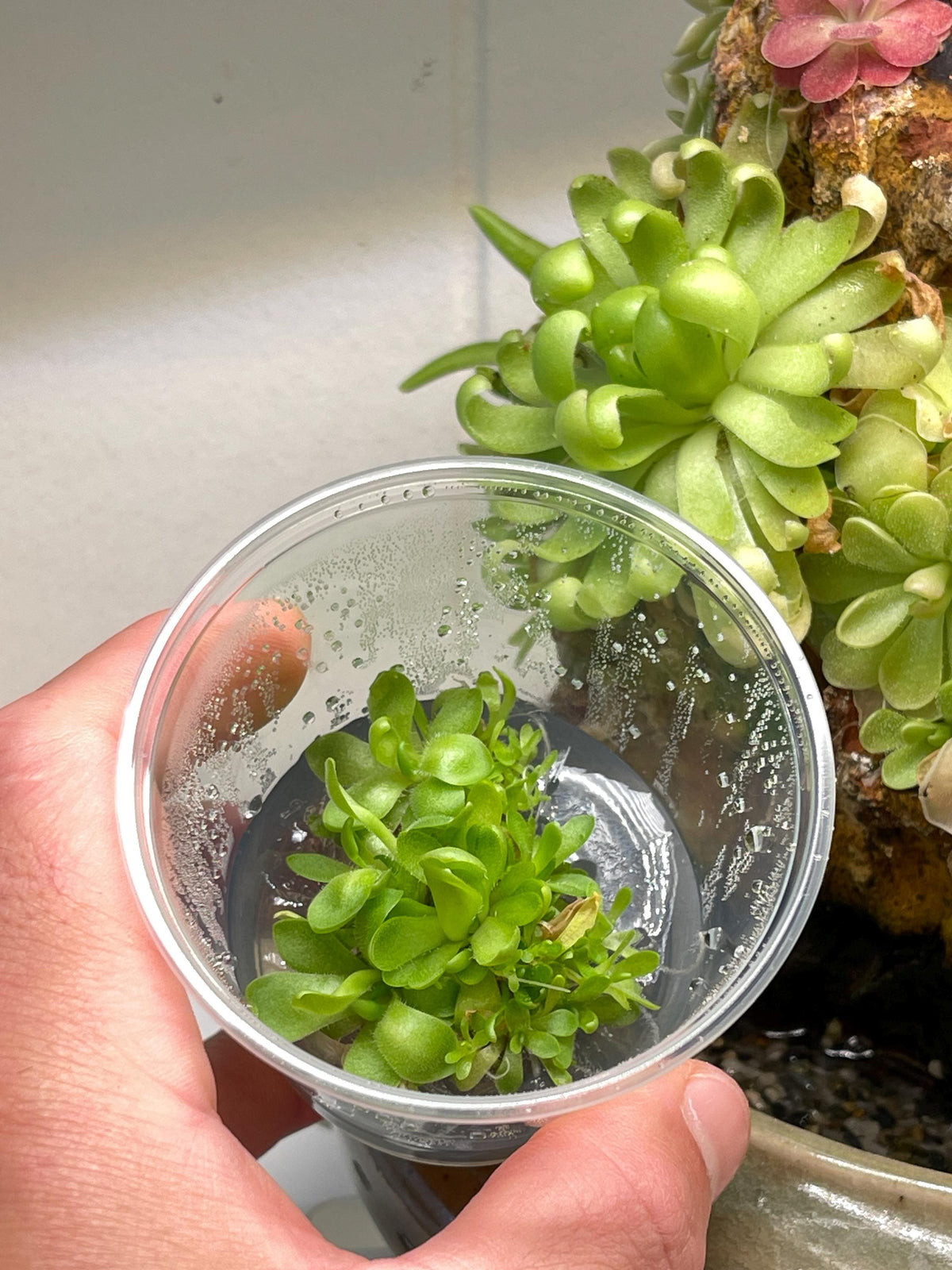 Pinguicula Marciano - Tissue Culture, Small (5.5oz) Flask