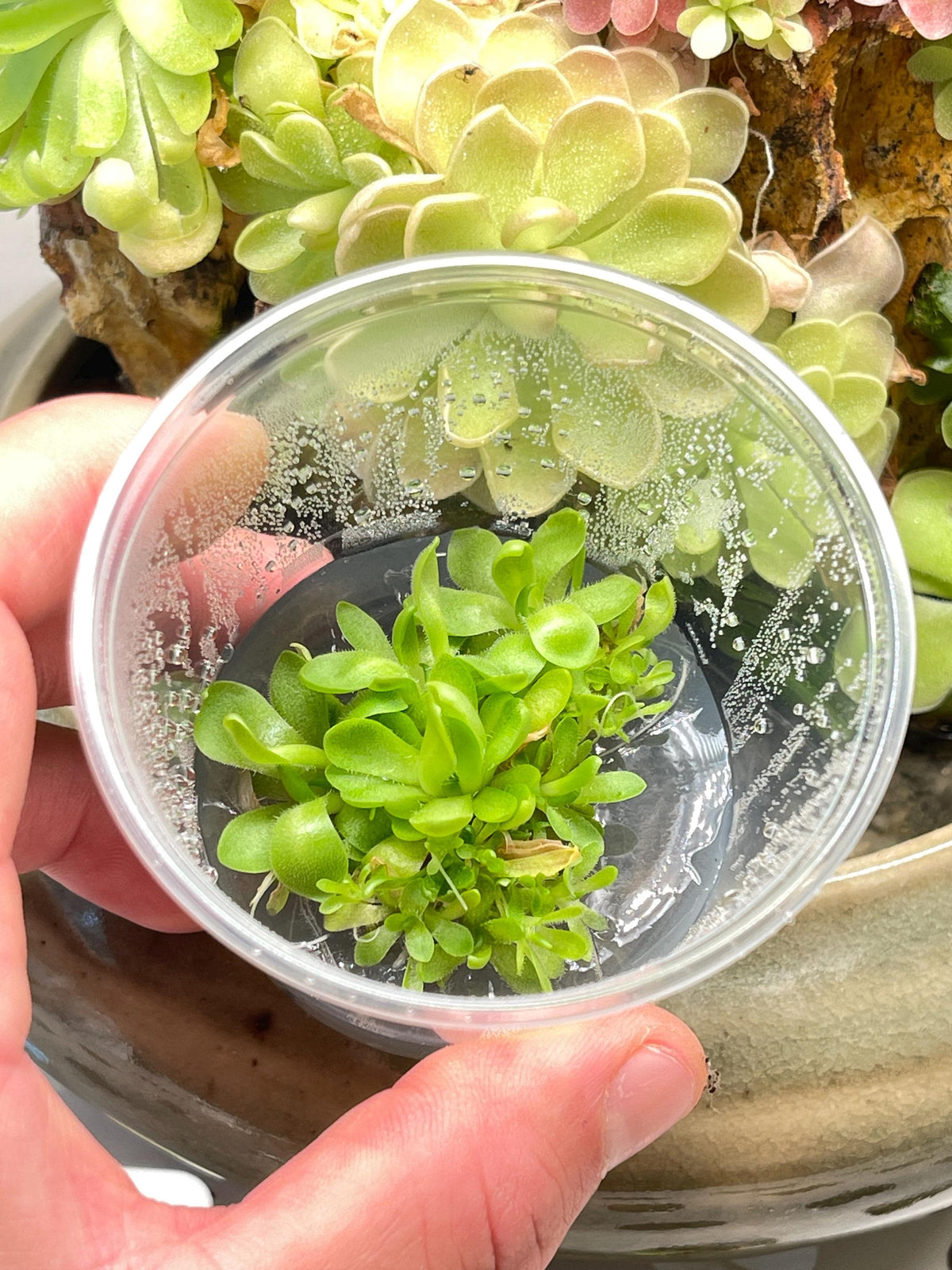 Pinguicula Marciano - Tissue Culture, Small (5.5oz) Flask