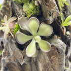 Pinguicula Moranensis molongo alba x Cyclosecta - Tissue Culture, Large (12oz) Flask