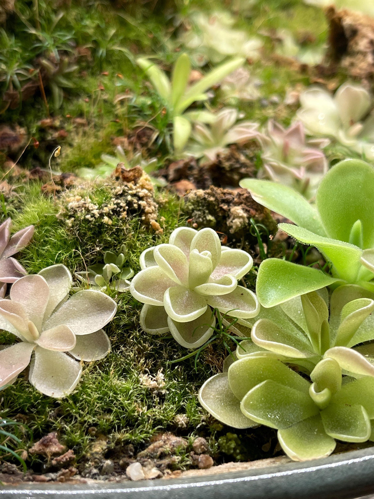 Pinguicula Yucca DO 1713 - Tissue Culture Small (5.5oz)