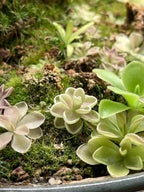 Pinguicula Yucca DO 1713 - Tissue Culture Small (5.5oz)