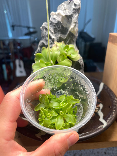 Pinguicula moranensis - Tissue Culture,  Small (5.5oz) Flask
