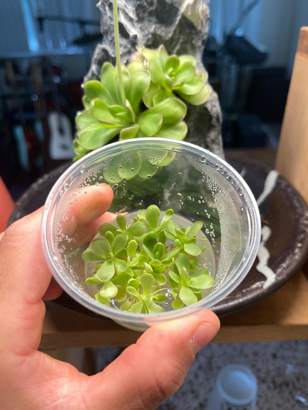 Pinguicula Leilani - Tissue Culture, Small (5.5oz) Flask