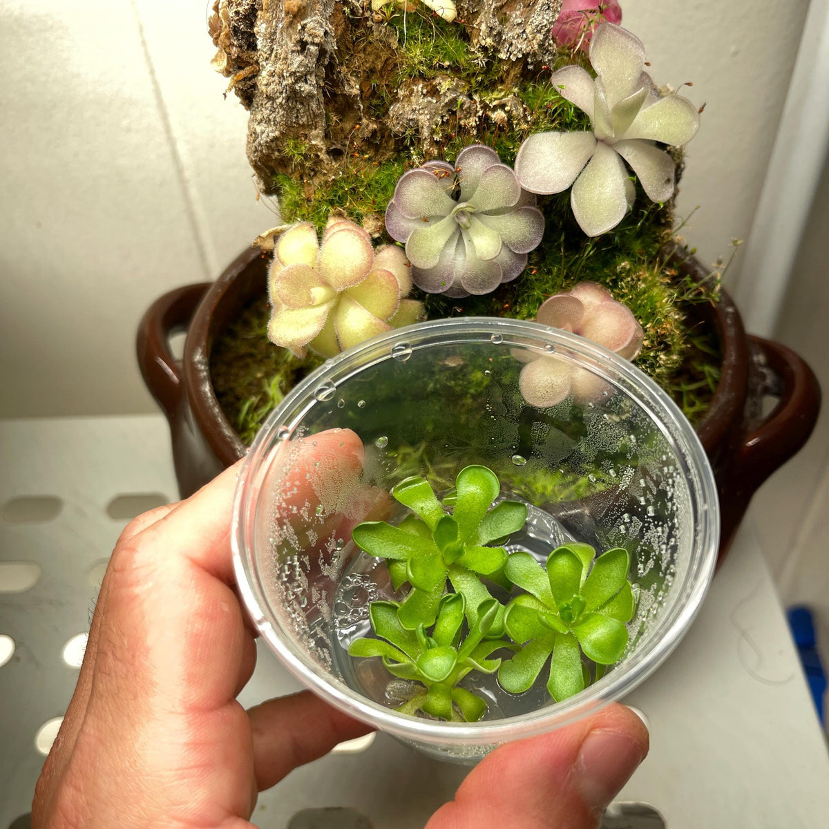 Pinguicula cyclosecta - Tissue Culture, Small (5.5oz) Flask