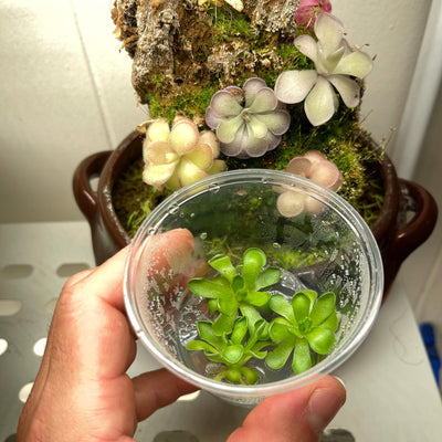 Pinguicula cyclosecta - Tissue Culture,  Small (5.5oz) Flask