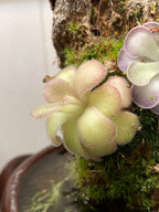 Pinguicula agnata "El Lobo" - Tissue Culture, Large (12oz) Flask