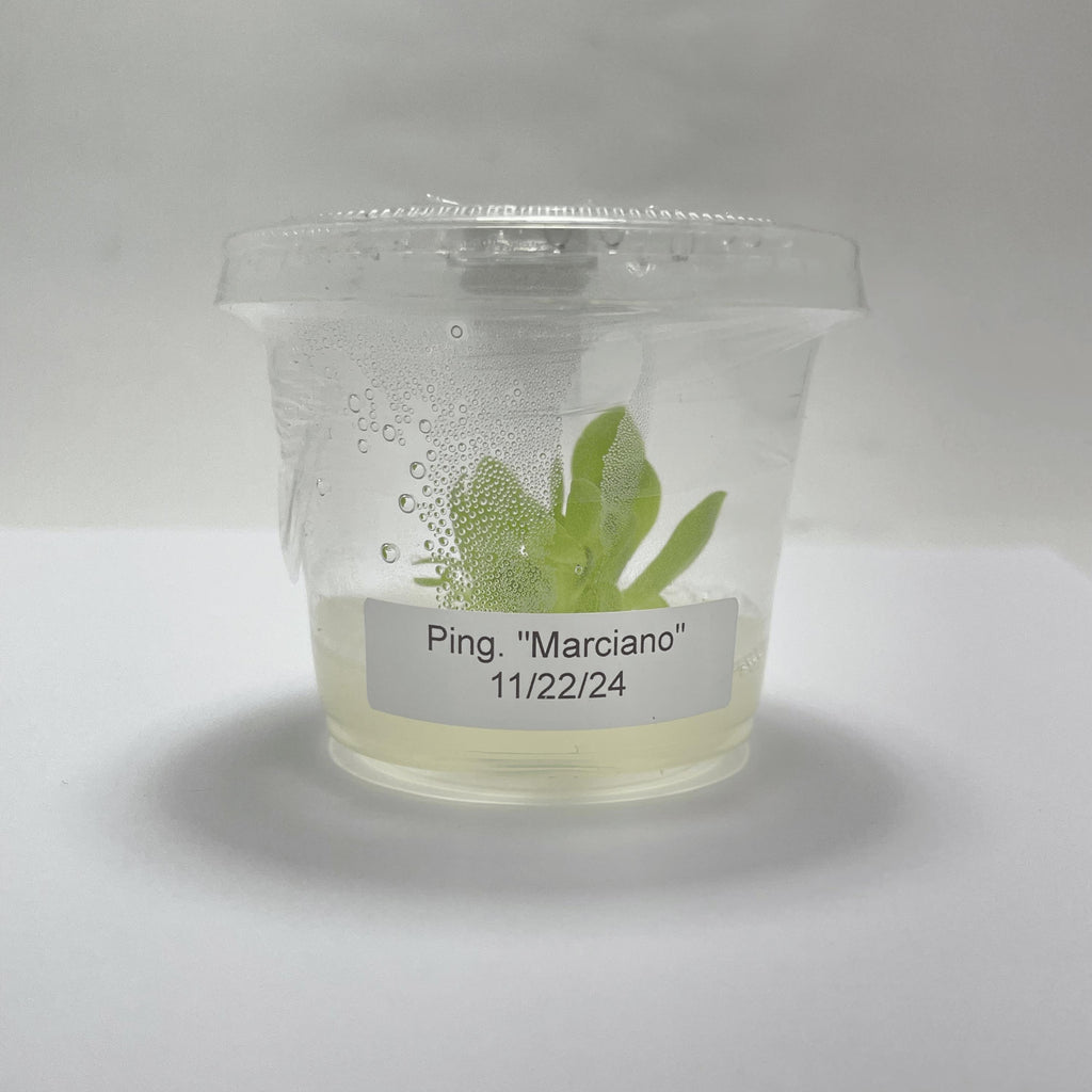 Pinguicula Marciano - Tissue Culture, Small (5.5oz) Flask