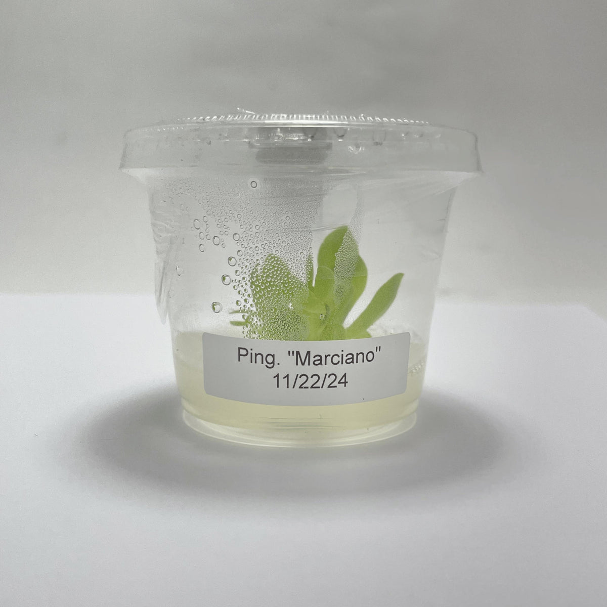 Pinguicula Marciano - Tissue Culture, Small (5.5oz) Flask