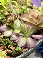 Pinguicula Moranensis molongo alba x Cyclosecta - Tissue Culture, Large (12oz) Flask