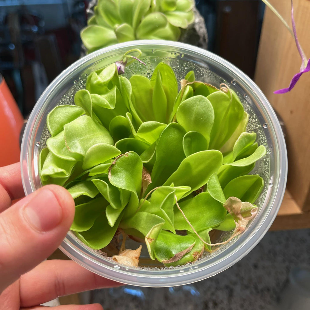Pinguicula "Mehitable"- Tissue Culture Flask Large (12oz)