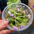 Pinguicula Moranensis molongo alba x Cyclosecta - Tissue Culture, Large (12oz) Flask