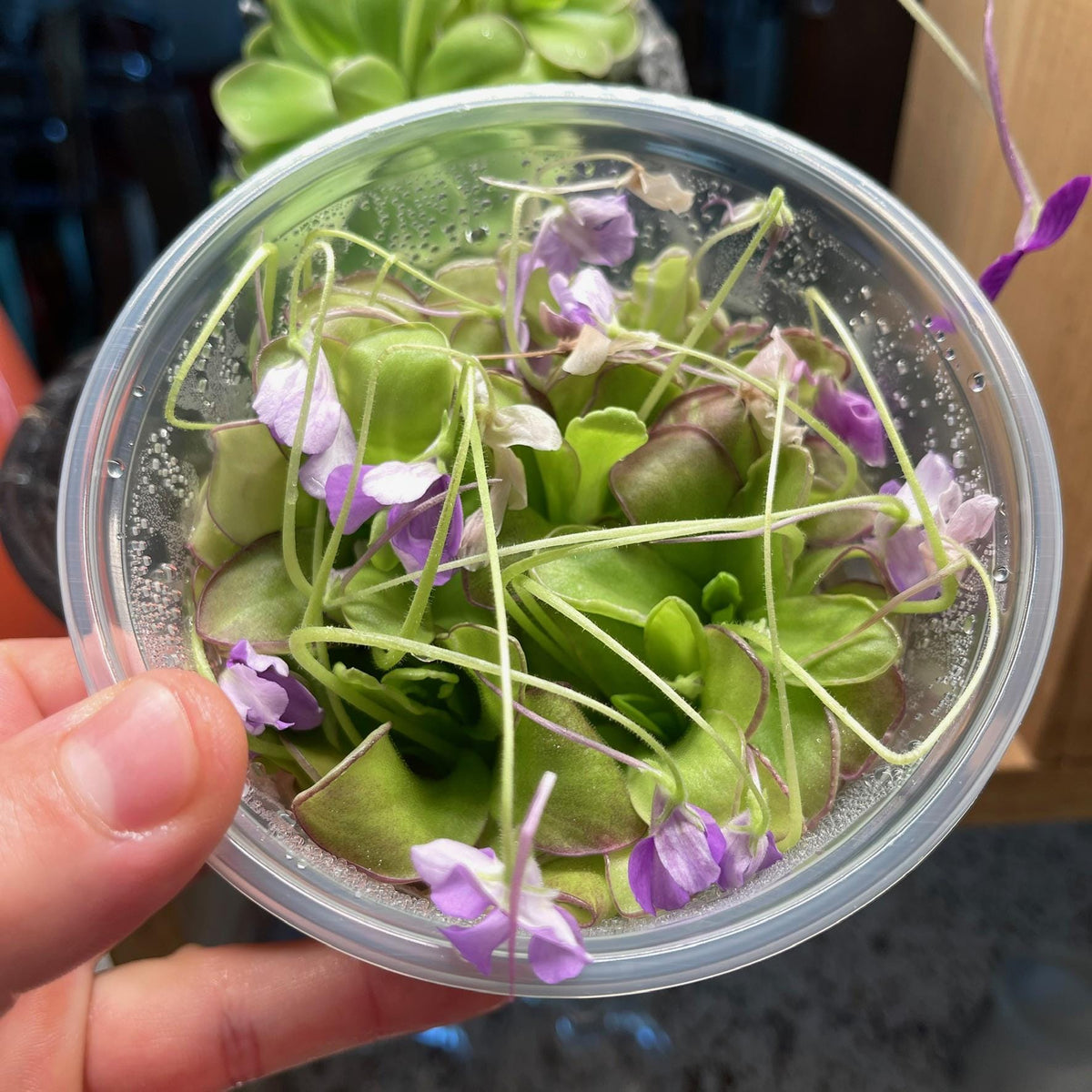 Pinguicula Moranensis molongo alba x Cyclosecta - Tissue Culture, Large (12oz) Flask