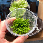 Pinguicula Razzberry Blonde - Tissue Culture, Small (5.5oz) Flask