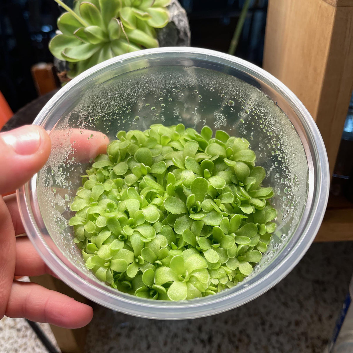 Pinguicula kondoi giant - Tissue Culture Flask, Large (12oz)
