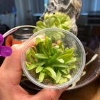 Pinguicula Aphrodite - Tissue Culture Flask, Small (5.5 oz)