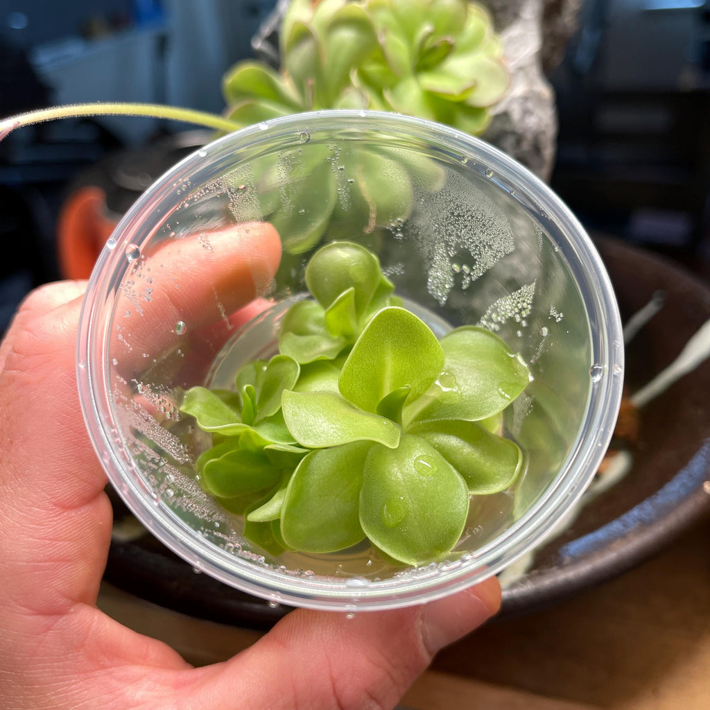 Pinguicula Kewensis - Tissue Culture, Small (5.5oz) Flask