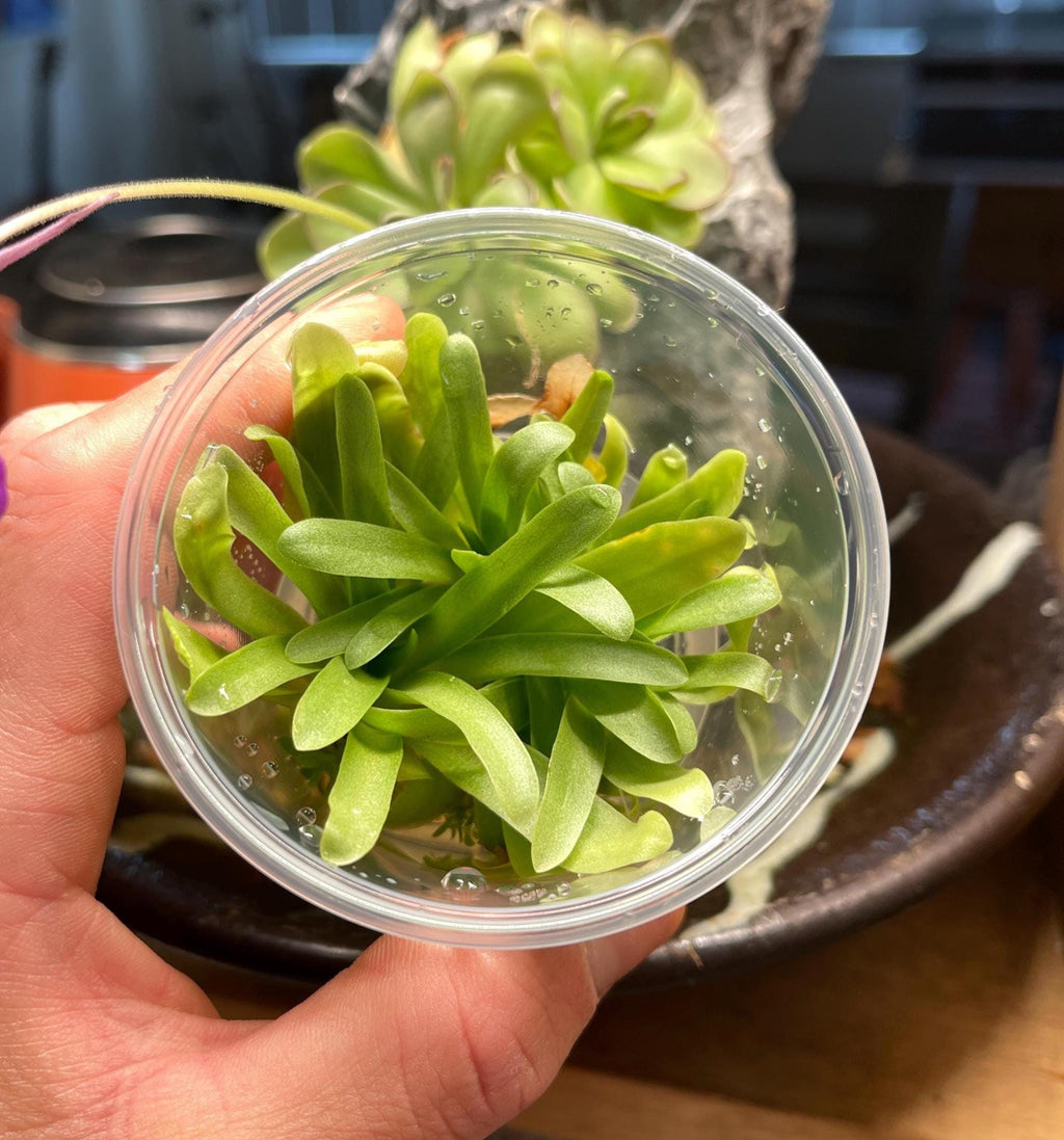 Pinguicula Moctezumae x Agnata - Tissue Culture, Small (5.5oz) Flask