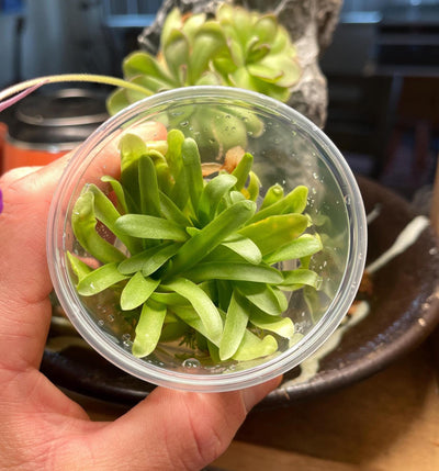 Pinguicula Moctezumae x Agnata - Tissue Culture,  Small (5.5oz) Flask