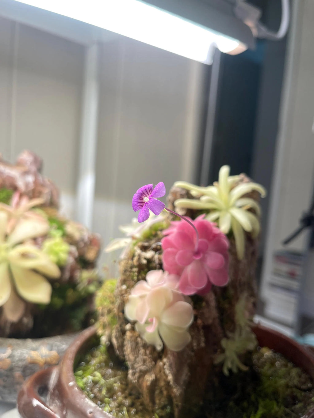 Pinguicula Johanna