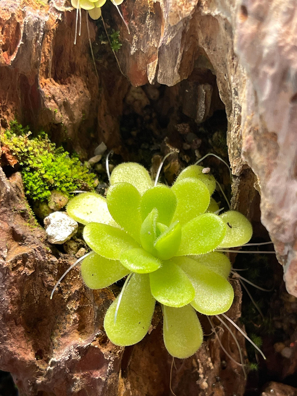 Pinguicula Agnata ‘True Blue’- Tissue Culture Flask Large (12oz)
