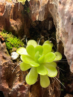 Pinguicula Agnata ‘True Blue’- Tissue Culture Flask Large (12oz)