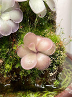 Pinguicula "Mehitable"- Tissue Culture Flask Large (12oz)