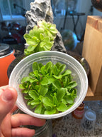 Pinguicula Razzberry Blonde - Tissue Culture, Large (12oz) Flask