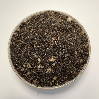 Mexican Pinguicula Soil Mix